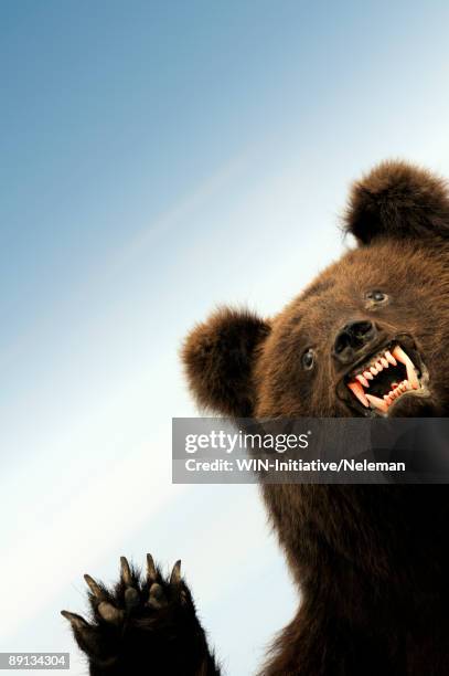 close-up of a figurine of a bear, kiev, ukraine - scarecrow faces stock pictures, royalty-free photos & images