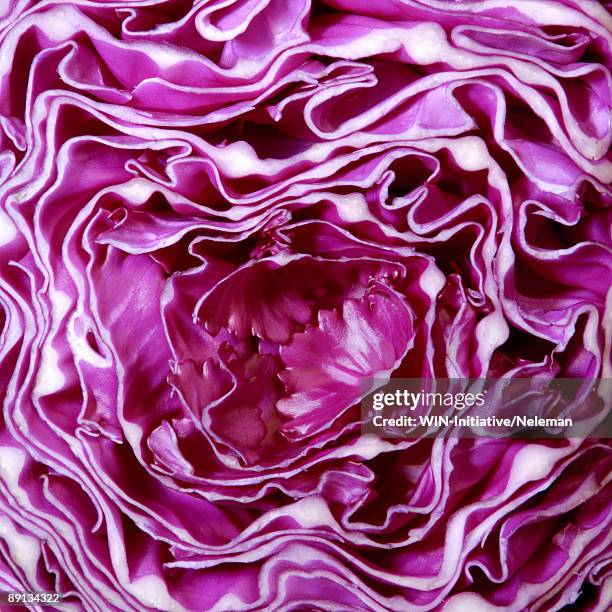 close-up of a red cabbage, buenos aires, argentina  - kål bildbanksfoton och bilder