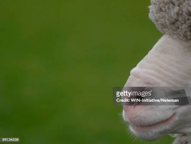 close-up of  a lamb mouth, montevideo, uruguay - nariz de animal fotografías e imágenes de stock