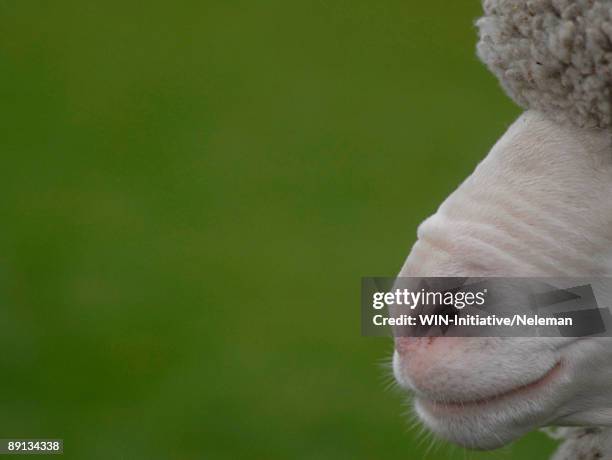 close-up of  a lamb mouth, montevideo, uruguay - animal nose foto e immagini stock