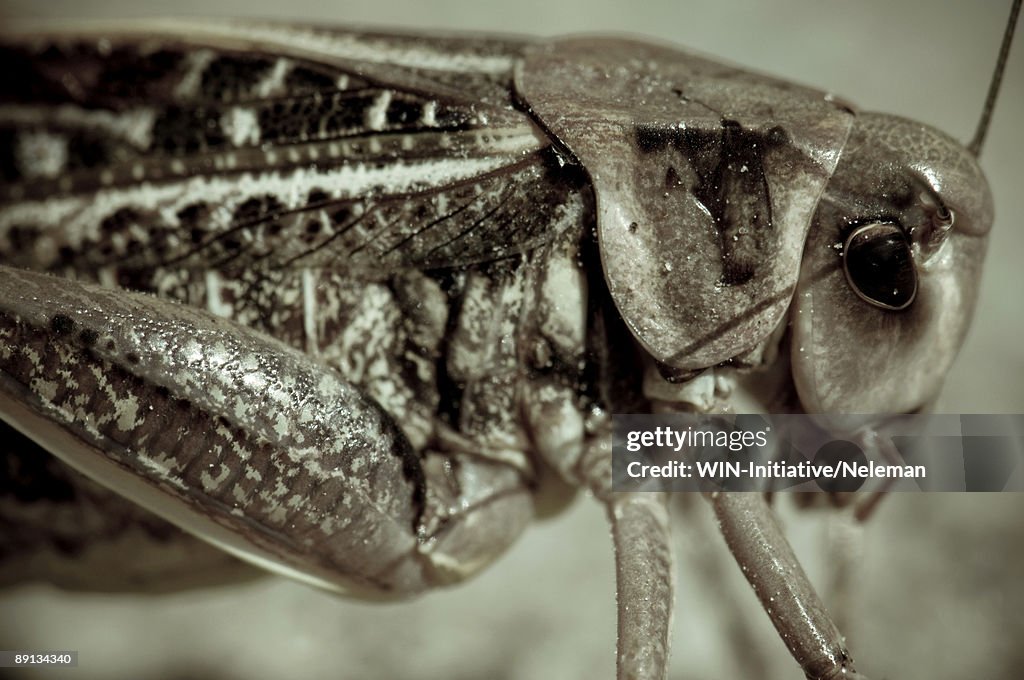 Close-up of a locust, Russia 