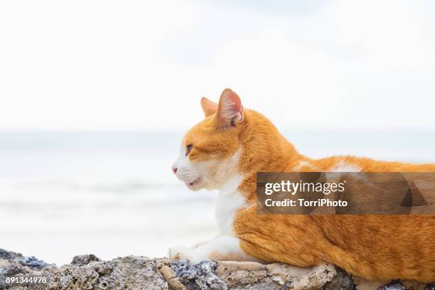 6,778 Sea Cat Photos and Premium High Res Pictures - Getty Images 6,778 Sea Cat Photos and Premium High Res Pictures - Getty Images