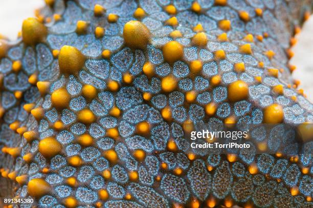 macro close up of colorful blue and yellow starfish texture skin, zanzibar island - animal skin fotografías e imágenes de stock