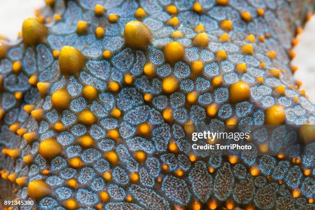 macro close up of colorful blue and yellow starfish texture skin, zanzibar island - coral stock pictures, royalty-free photos & images