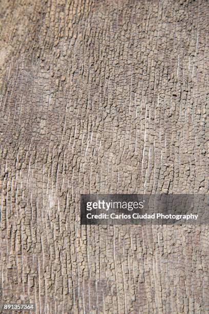 close-up of bark texture of dead tree - chicot arbre photos et images de collection