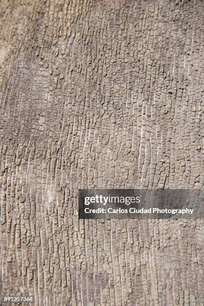 close-up of bark texture of dead tree - 木肌 ストックフォトと画像