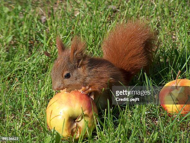 red squirrel eating an apple close up - pejft stockfoto's en -beelden