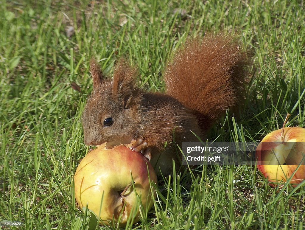 Red squirrel eating an apple close up