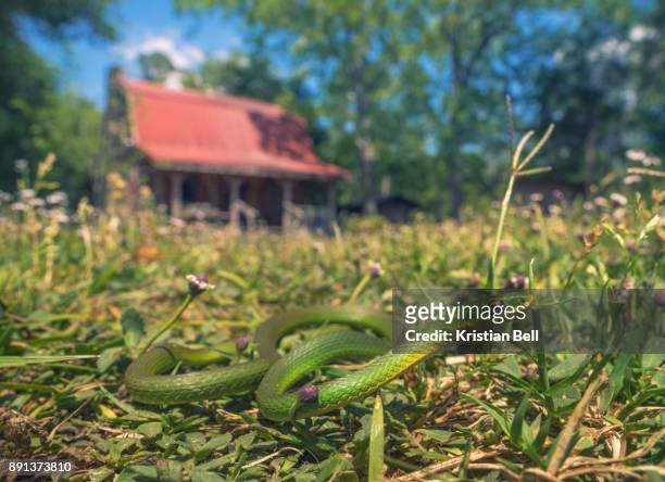 a beautiful little rough green snake moves across a lawn in front of a rural log cabin - opheodrys aestivus stock pictures, royalty-free photos & images