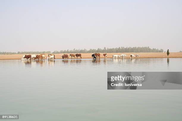 shepherd and cows - niger river stock pictures, royalty-free photos & images