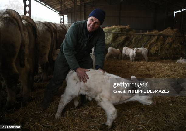 French farmer Didier Caverot, tries to catch a calf in his farm in Senailly, eastern France, on December 5, 2017. The documentary "Oser" , produced...