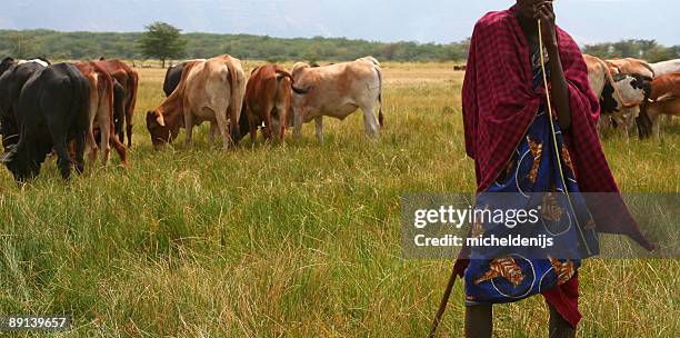 african masai cow herder - farm animal stock pictures, royalty-free photos & images