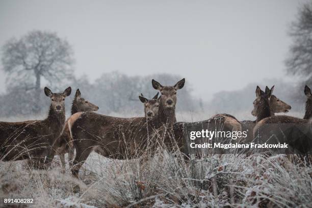 'a large red deer family, cervus elaphus, in richmond park on snowing day - red deer animal stock pictures, royalty-free photos & images