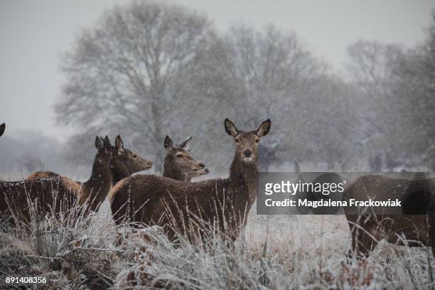 'a large red deer family, cervus elaphus, in richmond park on snowing day - richmond park london stock pictures, royalty-free photos & images