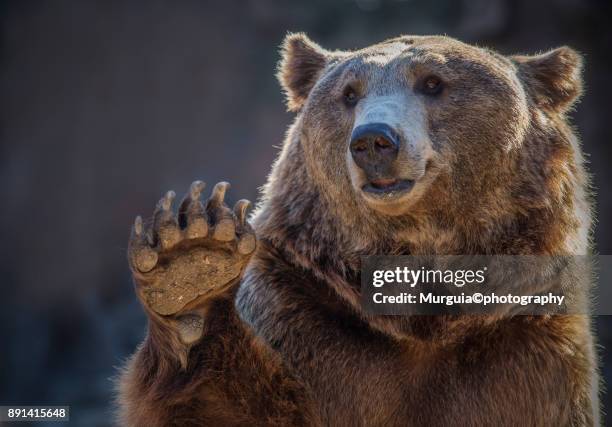 oso - bear stock pictures, royalty-free photos & images