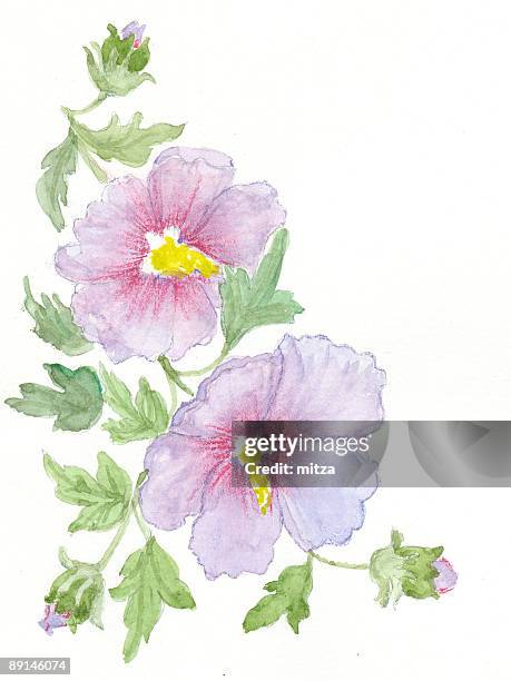 illustrations, cliparts, dessins animés et icônes de main dessiné des fleurs-lavatère - lavatère