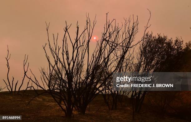 The sun sets behind fire damaged trees in the smoke-filled Los Padres National Forest off Highway 33 north of Ojai, California on December 8, 2017....