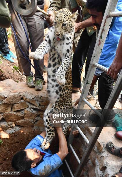 Indian forest officials rescue a leopard from a dry well after it was tranquilised in a residential area of Guwahati on December 13, 2017. A leopard...