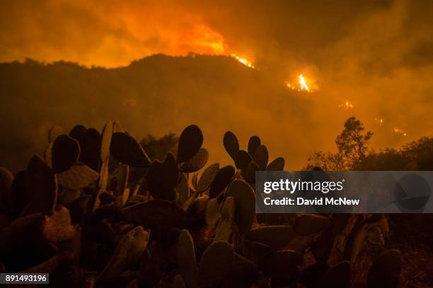 Nopal cacti, also called prickly pear or tuna, are seen as the Thomas Fire approaches homes on December 12, 2017 in Montecito, California. The Thomas...