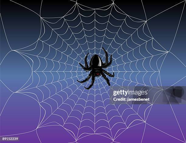 illustrations, cliparts, dessins animés et icônes de toile d'araignée australienne - toile daraignée