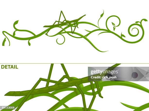 stick insect on green vine - stick insect stock illustrations