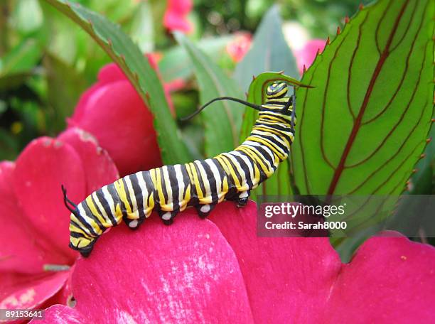 monarch caterpillar resting on pink flower and green leaf - pink caterpillar stock pictures, royalty-free photos & images