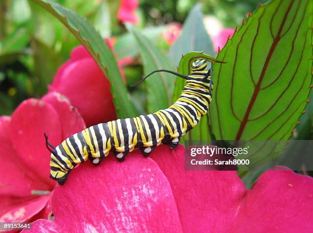 monarch caterpillar resting on pink flower and green leaf - caterpillar stock pictures, royalty-free photos & images