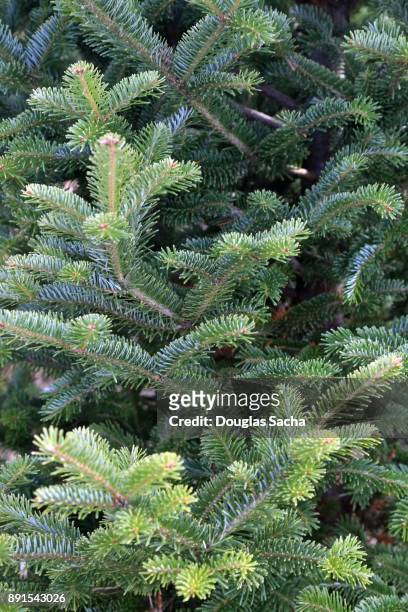 full frame of a canaan fir evergreen tree (abies balsamea) - douglas fir stock-fotos und bilder