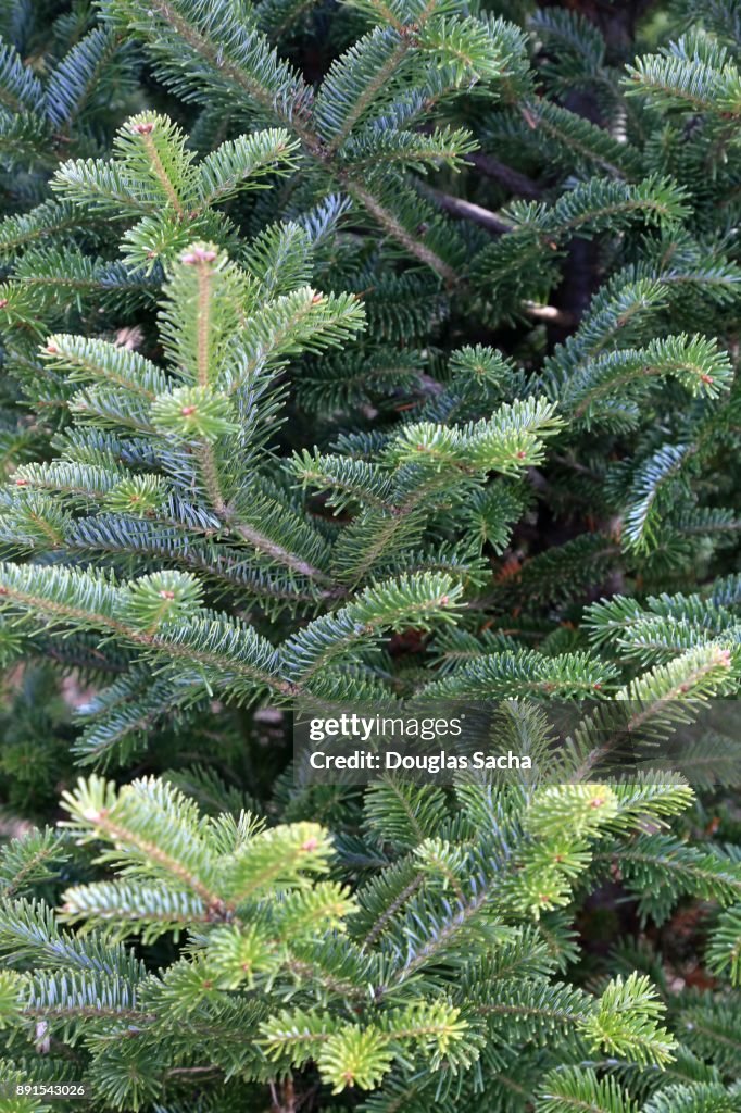 Full frame of a Canaan fir evergreen tree (Abies balsamea)