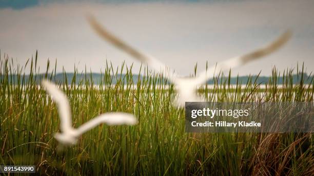 defocused birds flying toward water - gloomy swamp stock pictures, royalty-free photos & images