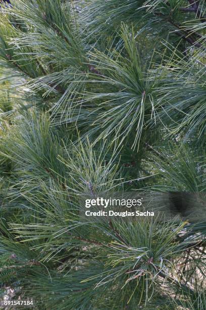 full frame of a whie pine tree (pinus strobus) - eastern white pine stock pictures, royalty-free photos & images