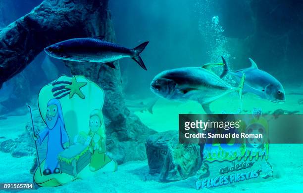 Eco-Vidrio solidary Christmas nativity figures in the aquarium at the zoo in Madrid on December 13, 2017 in Madrid, Spain.
