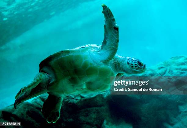 Turtle swims next Eco-Vidrio solidary Christmas nativity figures in the aquarium at the zoo in Madrid on December 13, 2017 in Madrid, Spain.