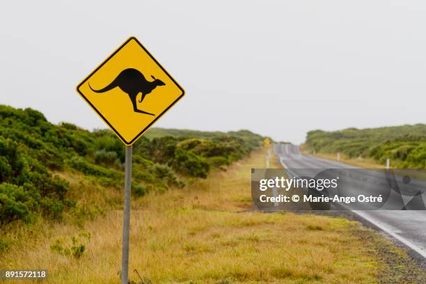 australie, panneau signalisation kangourou sur la route - marie ange ostré - fotografias e filmes do acervo