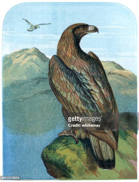 illustrations, cliparts, dessins animés et icônes de l’aigle royal dans les montagnes - hémisphère nord