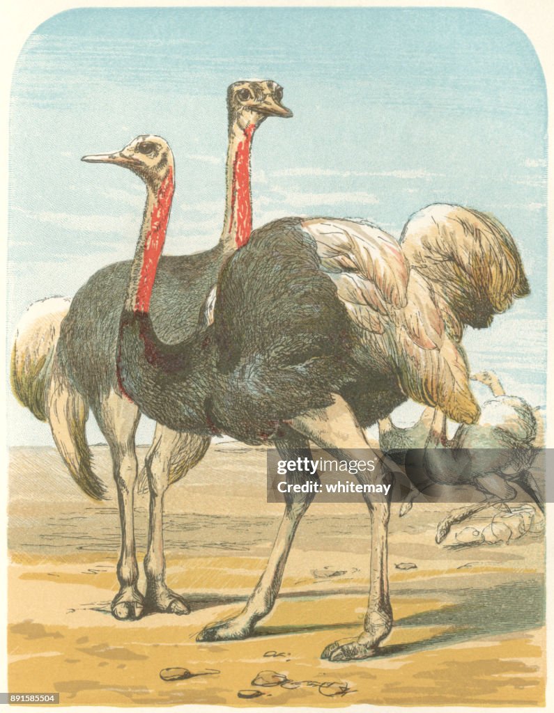 Ostriches