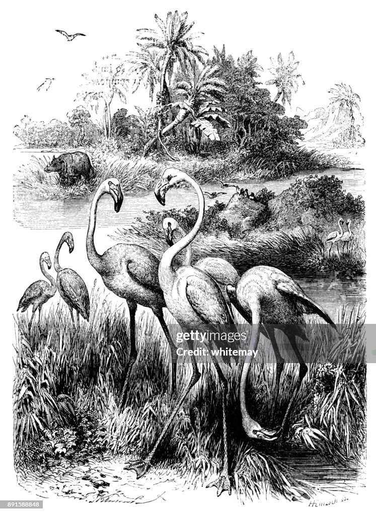 Flamingos (Victorian engraving)