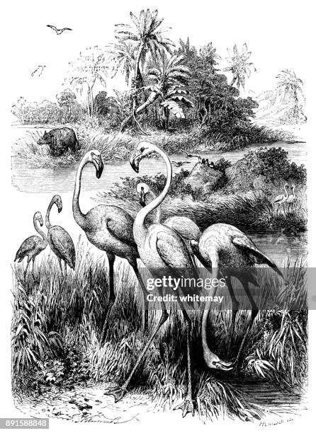 flamingos (victorian engraving) - greater flamingo stock illustrations