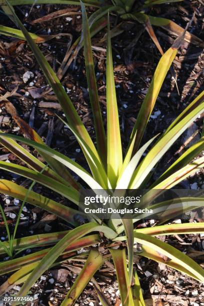 pineapple fruit plant growing at a farm (ananas comosus) - pineapple plant stock-fotos und bilder