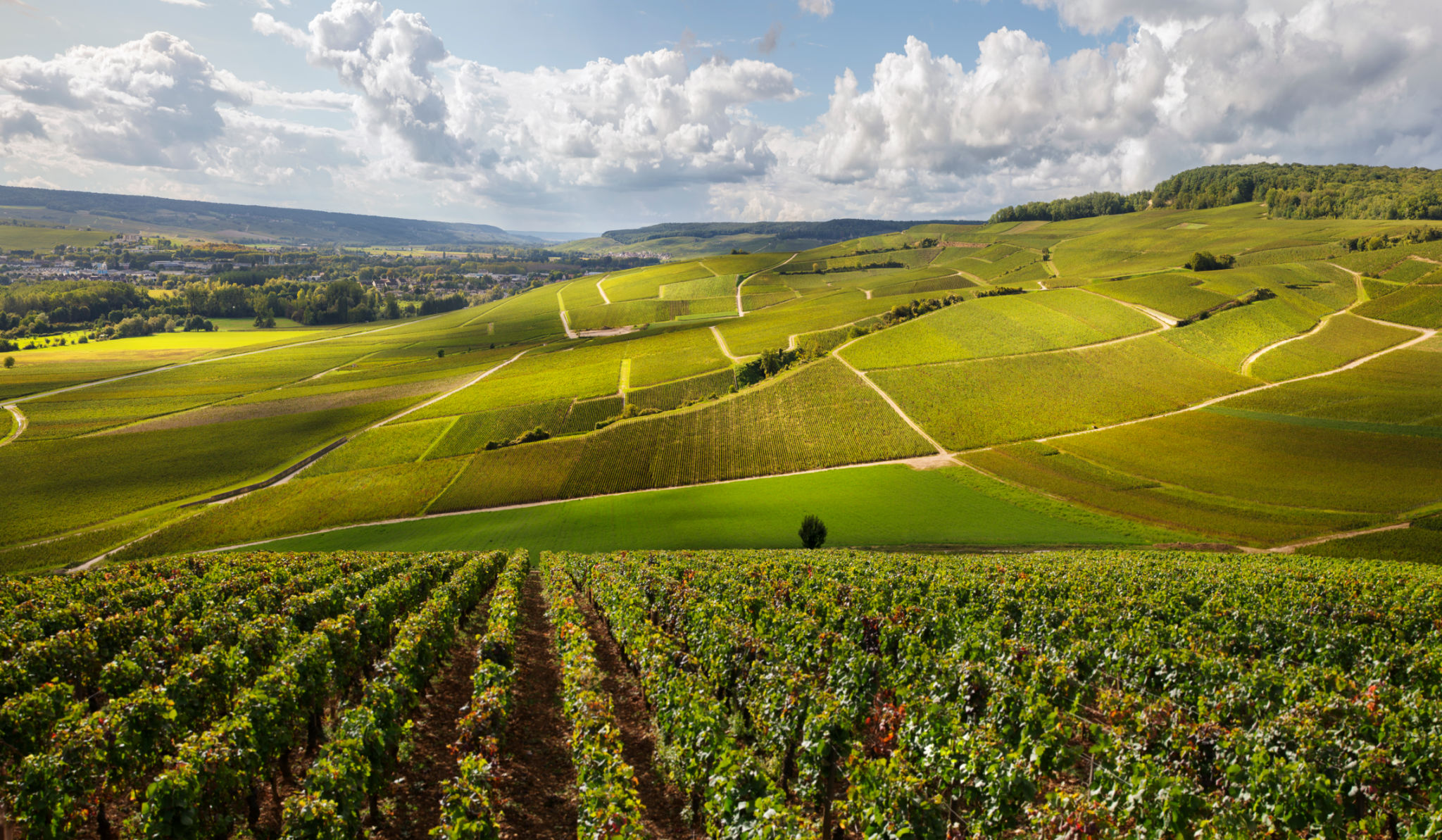 vineyard france