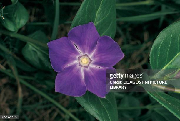 Close-up of a Big Leaf Periwinkle flower