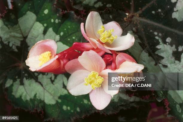 Flowers of a begonia plant