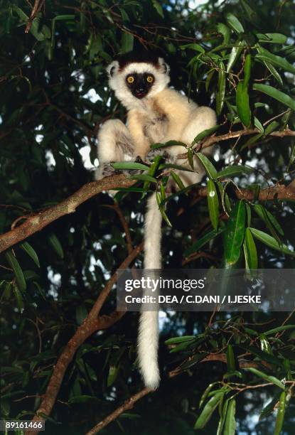 Verreaux's Sifaka sitting on the branch of a tree, Berenty Reserve, Madagascar