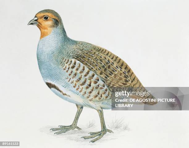 Close-up of a grey partridge