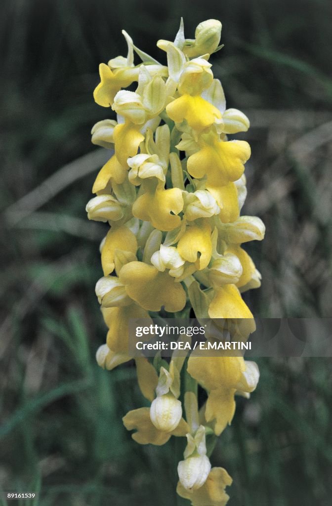Close-up of Orchis pallens flowers