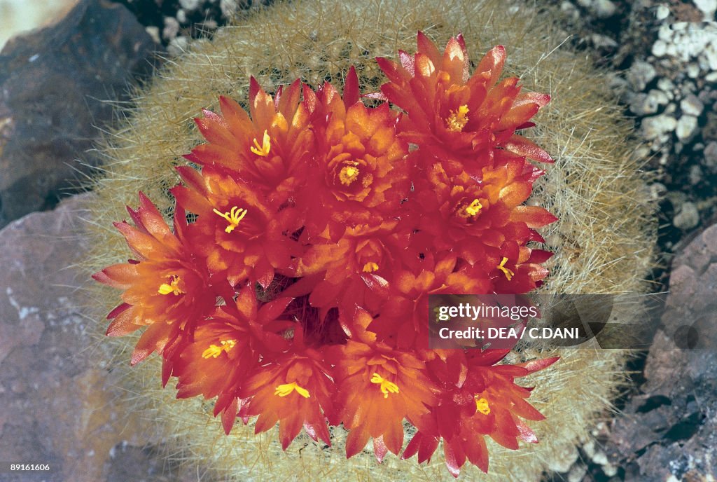 Close-up of Scarlet Ball Cactus flowers (Parodia haselbergii)