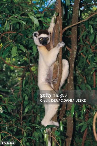 Verreaux's Sifaka climbing a tree, Berenty Reserve, Madagascar