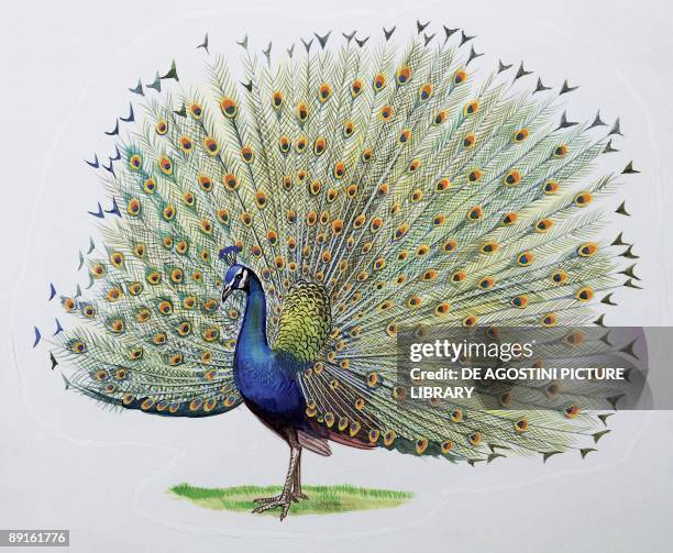 Close-up of a peacock dancing