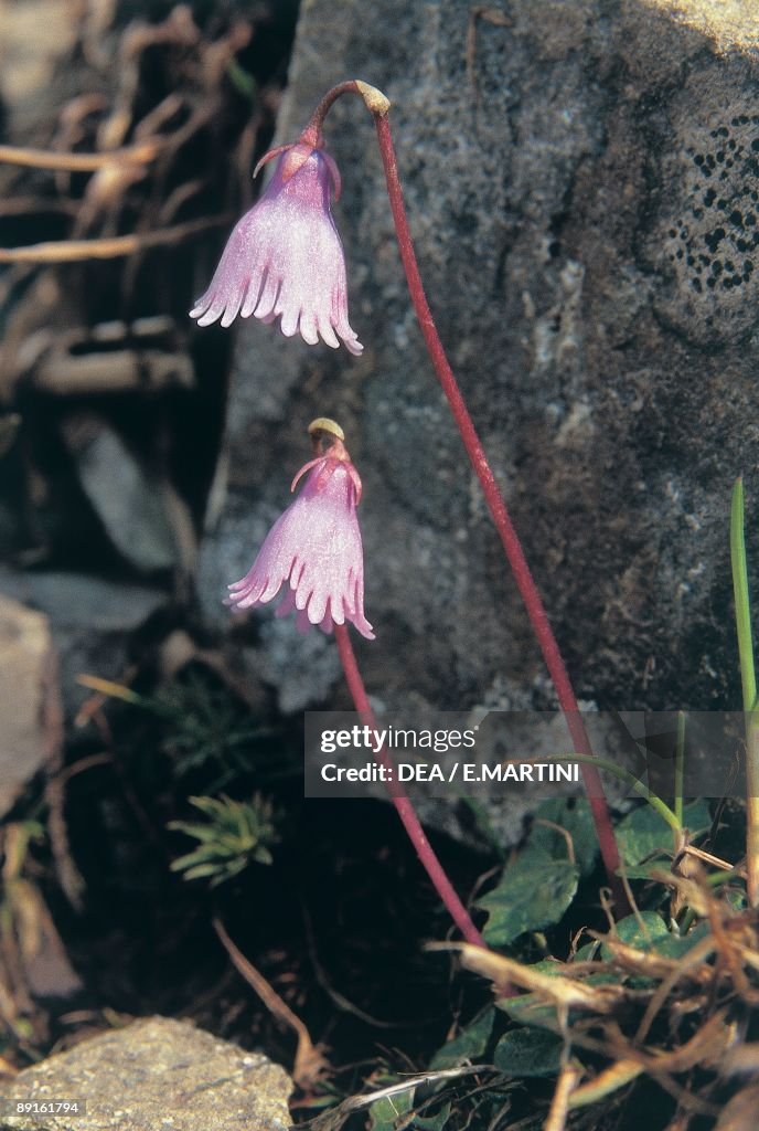 Close-up of Dwarf snowbell flowers (Soldanella pusilla)