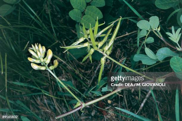 High angle view of Licorice Milkvetch